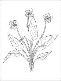 birth flower february violet coloring page