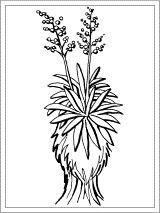 yucca coloring page