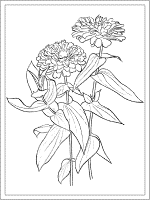 zinnia coloring page