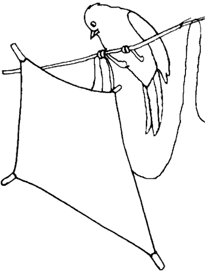 kite and bird coloring page