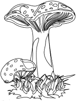 mushroom - toadstool amanita muscaria coloring page