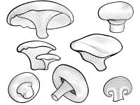 mushroom - toadstool to decorate coloring page