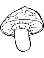 mushroom - toadstool  coloring page