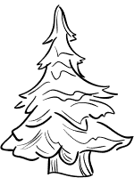 evergreen conifer tree coloring page