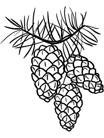 pinecones coloring page