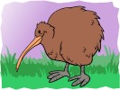 kiwi printable activities